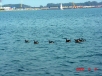 15 S_DSC02476.jpg